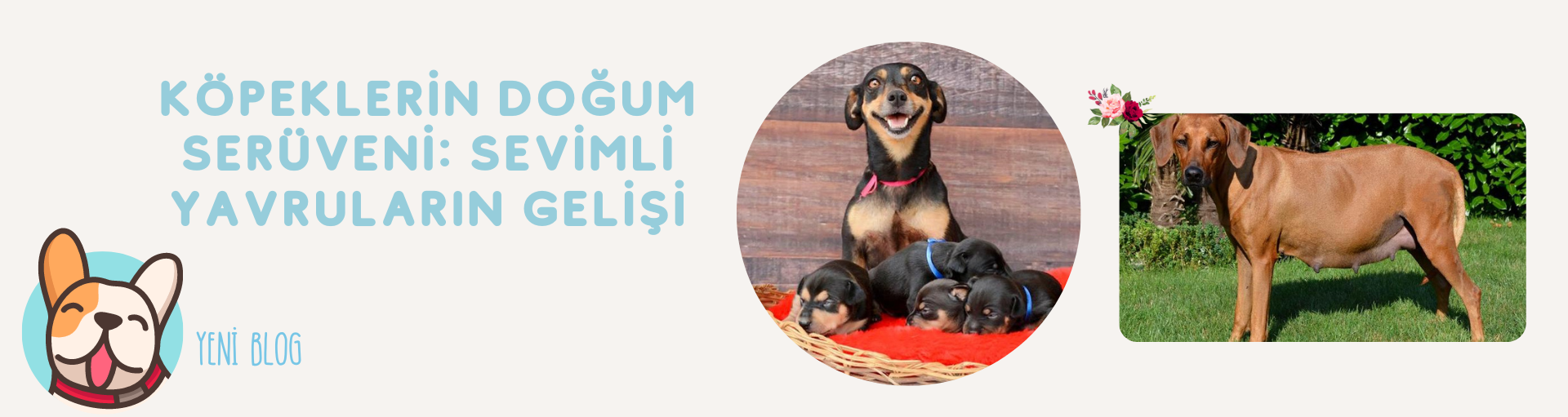 Köpeklerin Doğum Serüveni: Sevimli Yavruların Gelişi